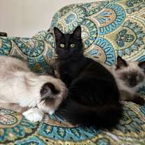 Thumbnail photo of Toph #1