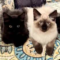 Thumbnail photo of Toph #2