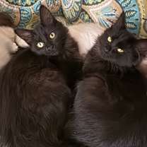 Thumbnail photo of Katara #2