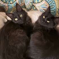 Thumbnail photo of Toph #3