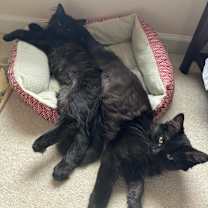 Thumbnail photo of Katara #4