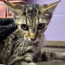 Thumbnail photo of 59314008 #2