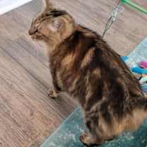 Thumbnail photo of Aldus #2