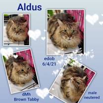 Thumbnail photo of Aldus #4