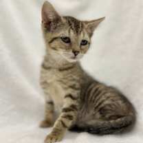 Thumbnail photo of Egg Roll #2