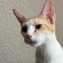 Thumbnail photo of Umasou & Chibi #2