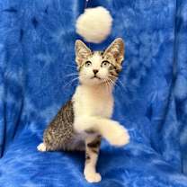 Thumbnail photo of JASPER #3