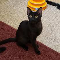 Thumbnail photo of Hana #1