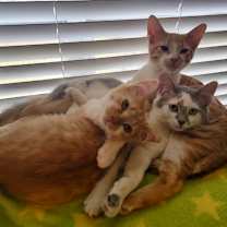 Thumbnail photo of Donovan’s Brain #2