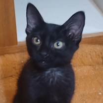 Thumbnail photo of Hana #2