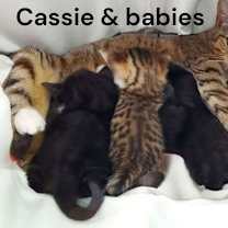 Thumbnail photo of Cassie #2