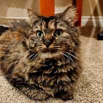 Thumbnail photo of Amy Adams #1