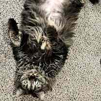 Thumbnail photo of Amy Adams #3