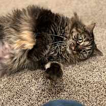 Thumbnail photo of Amy Adams #4