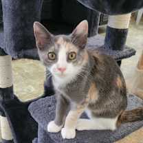 Thumbnail photo of Misty #check-meowt #4