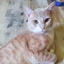 Thumbnail photo of Dexter #3