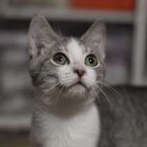 Thumbnail photo of Hank #1