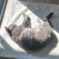 Thumbnail photo of Lady Katrine #3