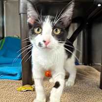 Thumbnail photo of Mobile #1