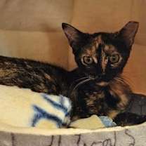 Thumbnail photo of Adele #1