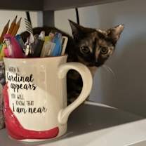 Thumbnail photo of Adele #3