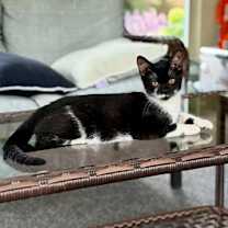 adopt-pet