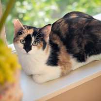 Thumbnail photo of Olive #2