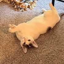 Thumbnail photo of Azula (7751) #1