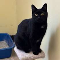 Thumbnail photo of Midnight #3