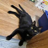 Thumbnail photo of Midnight #4