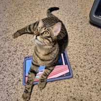 Thumbnail photo of Blossom (aka Perfect Pretty Princess) #4