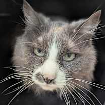 Thumbnail photo of Joey #1