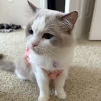 Thumbnail photo of Tiffany #4