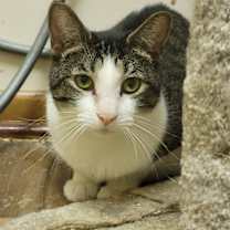 Thumbnail photo of Azalea #1