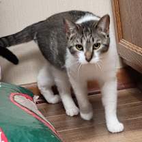 Thumbnail photo of Tulip #2