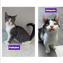 Thumbnail photo of Jalapeño &( Poblano adopted) #1