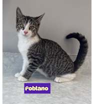 Thumbnail photo of Jalapeño &( Poblano adopted) #2