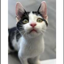 Thumbnail photo of Jalapeño &( Poblano adopted) #3