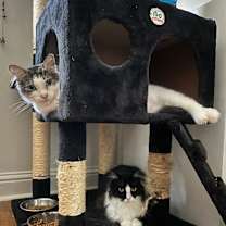 Thumbnail photo of Monster Truck #4