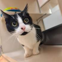 Thumbnail photo of Lunabell #2