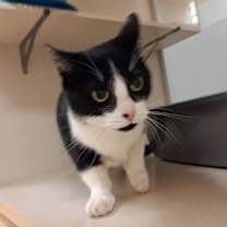 Thumbnail photo of Lunabell #3