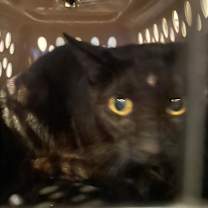 Thumbnail photo of Morticia  #2