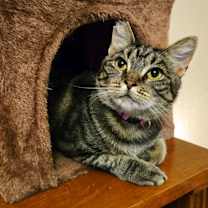 Thumbnail photo of Mon Mothma #3