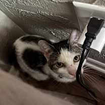 Thumbnail photo of Theodore #1