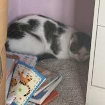 Thumbnail photo of Theodore #2