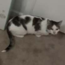 Thumbnail photo of Theodore #3