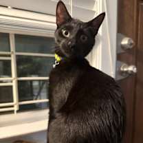 Thumbnail photo of Bing #1