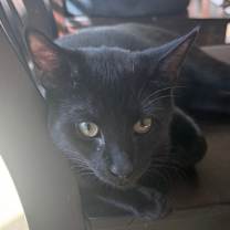 Thumbnail photo of Bing #2