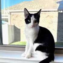 Thumbnail photo of KITTEN SAGE #2