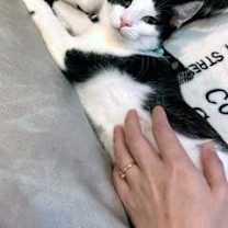 Thumbnail photo of KITTEN SAGE #3